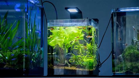 fish tank heater for 2 gallon tank|heater for 2.5 gallon aquarium.